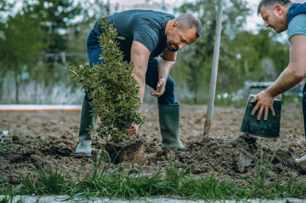 Warren, IL Tree Service Company